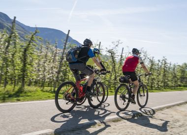 Bike tour apple meadows fruit meadows orchards  South Tyrol Merano countryside