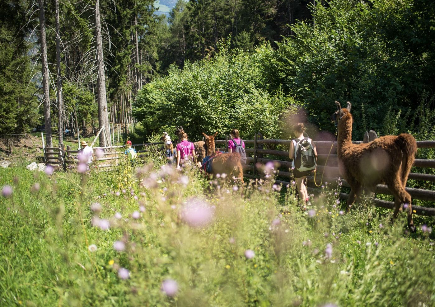 Camping Völlan | in der Umgebung gibt es viel zu erleben! Camping Völlan Erleben Natur Sommer Ausflug Südtirol